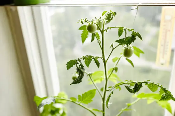 토마토는 온실에서 자란다 온실에서 채소를 — 스톡 사진