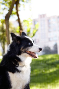 Sonbahar parkında Sibirya layası. Doğa yürüyüşündeki köpek.