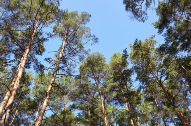 Mavi gökyüzüne karşı çam ağaçları. Bir yaz günü uzun çam ağaçlarına bakın.