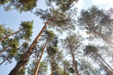 Evergreen Ormanı 'ndaki uzun ve yaşlı ağaçların alt manzarası. Arka planda mavi gökyüzü. Ormandaki ağaçların alçak açılı görüntüsü, doğal arka plan.