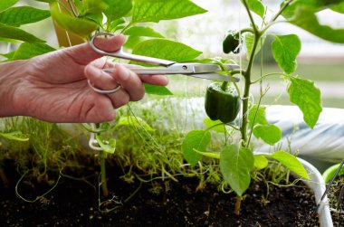 Erkeklerin el hasadı yeşil biberleri makasla keser. Ev serasında çiftçi adam bahçıvanlığı