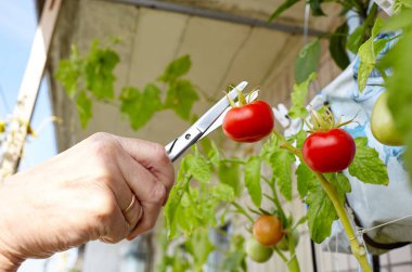 Erkek eli hasatı domates bitkisini makasla keser. Ev serasında çiftçi adam bahçıvanlığı