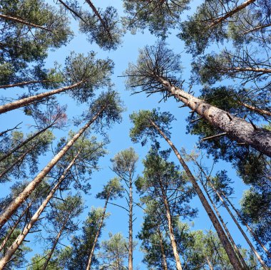 Evergreen Ormanı 'ndaki uzun ve yaşlı ağaçların alt manzarası. Arka planda mavi gökyüzü. Ormandaki ağaçların alçak açılı görüntüsü, doğal arka plan.