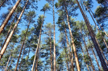 Pine tree forest. Beautiful summer forest on a summers day