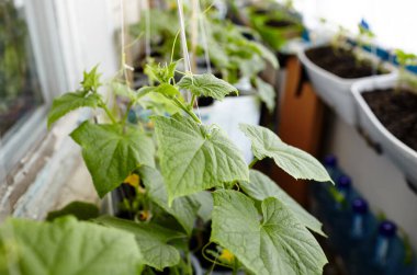 Doğal salatalık bir serada yetişir. Serada taze sebze yetiştirmek.