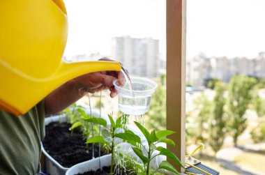 Old man gardening in home greenhouse. Men's hands hold watering can and watering the pepper plant