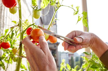 Erkek eli hasatı domates bitkisini makasla keser. Ev serasında çiftçi adam bahçıvanlığı