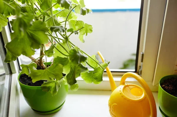 Houseplants Watering Can Windowsill Indoor Flowers Care Home Gardening — Stock Photo, Image
