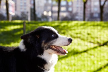 Sonbahar parkında Sibirya layası. Doğa yürüyüşündeki köpek.