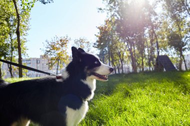 Sonbahar parkında Sibirya layası. Doğa yürüyüşündeki köpek.