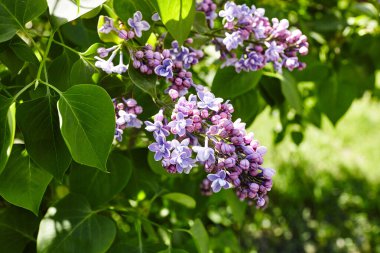 Yeşil arka planda güzel bir leylak çiçeği dalı, doğal bahar arkaplanı. Çiçekli leylak çalısı. Seçici odak, bulanık arkaplan