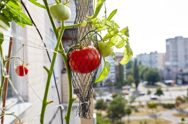 Domates bir serada yetişir. Serada taze sebze yetiştirmek.