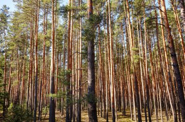 Çam ağacı ormanı. Güzel yaz ormanı Bir yaz günü