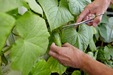 Erkeklerin el hasadı salatalığı makasla keser. Ev serasında çiftçi adam bahçıvanlığı