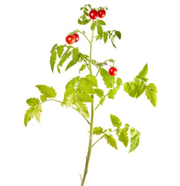 Beyaz arka planda izole edilmiş domates bitkisi. Taze olgun kırmızı domateslerin yeşil tohumu, yaklaşın.