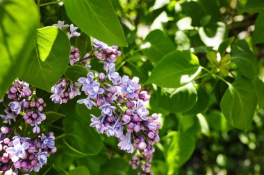 Yeşil arka planda güzel bir leylak çiçeği dalı, doğal bahar arkaplanı. Çiçekli leylak çalısı. Seçici odak, bulanık arkaplan