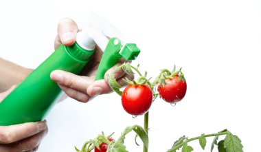 Erkek eli sprey şişesini tutuyor ve beyaz arka planda izole edilmiş domates bitkisini suluyor. Ev serasında bahçıvanlık yapan bir adam