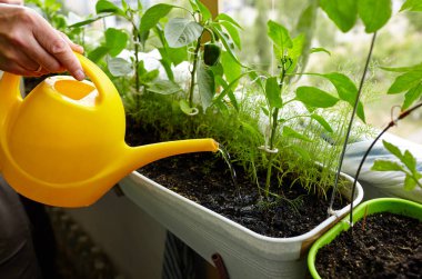 Old man gardening in home greenhouse. Men's hands hold watering can and watering the pepper plant