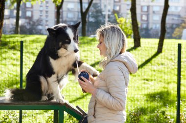 Sahibi sonbahar parkında Sibiryalı bir laika köpeğiyle oynuyor. Bir köpekle bir kadının arkadaşlığı.