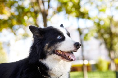 Sonbahar parkında Sibirya layası. Doğa yürüyüşündeki köpek.