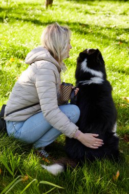 Sahibi sonbahar parkında Sibiryalı bir laika köpeğiyle oynuyor. Bir köpekle bir kadının arkadaşlığı.