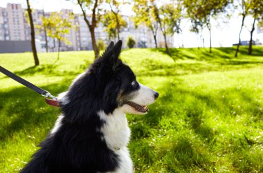 Sonbahar parkında Sibirya layası. Doğa yürüyüşündeki köpek.