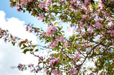 Çiçek açan kırmızı çiçekler ve cennet elma yaprakları. Çiçekli elma ağacı. Doğa için taze bahar arkaplanı. Paskalya ve bahar tebrik kartları için