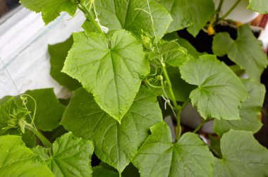 Doğal salatalık bir serada yetişir. Serada taze sebze yetiştirmek.