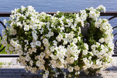 Petunya, White Petunias tencerede. Şehir parkında yemyeşil renkli bahçe petunyaları. Soyadı Solanaceae, Bilimsel adı Petunia