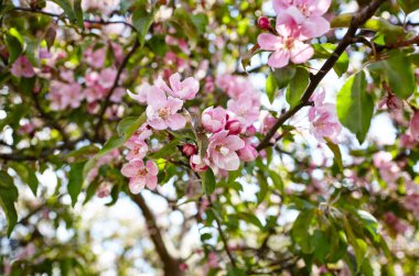Çiçek açan kırmızı çiçekler ve cennet elma yaprakları. Çiçekli elma ağacı. Doğa için taze bahar arkaplanı. Paskalya ve bahar tebrik kartları için