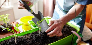 Ev serasında bahçeyle uğraşan yaşlı bir adam. Erkeklerin elleri toprağa domates tohumu ekiyor, seçici bir odak noktası. İlkbaharda ekim ve bahçe işleri.
