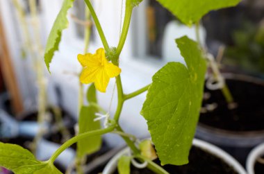 Doğal salatalık bir serada yetişir. Serada taze sebze yetiştirmek.