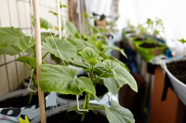 Doğal salatalık bir serada yetişir. Serada taze sebze yetiştirmek.