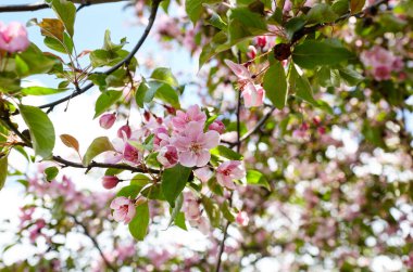 Çiçek açan kırmızı çiçekler ve cennet elma yaprakları. Çiçekli elma ağacı. Doğa için taze bahar arkaplanı. Paskalya ve bahar tebrik kartları için