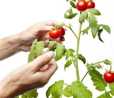 Erkek eli, beyaz arka planda izole edilmiş taze organik domates topluyor. Çiftçi domates topluyor.