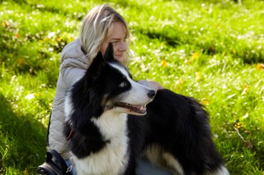 Sahibi sonbahar parkında Sibiryalı bir laika köpeğiyle oynuyor. Bir köpekle bir kadının arkadaşlığı.
