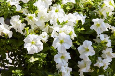 Petunya, White Petunias tencerede. Şehir parkında yemyeşil renkli bahçe petunyaları. Soyadı Solanaceae, Bilimsel adı Petunia
