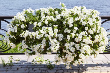 Petunya, White Petunias tencerede. Şehir parkında yemyeşil renkli bahçe petunyaları. Soyadı Solanaceae, Bilimsel adı Petunia