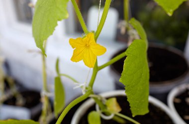 Doğal salatalık bir serada yetişir. Serada taze sebze yetiştirmek.