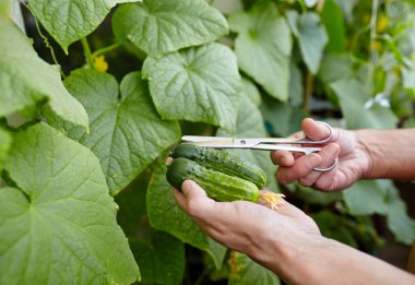 Erkeklerin el hasadı salatalığı makasla keser. Ev serasında çiftçi adam bahçıvanlığı