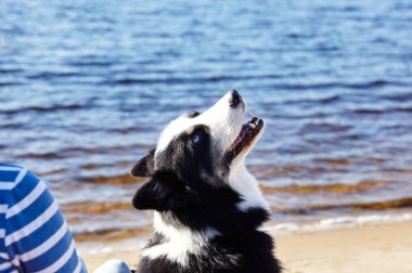 Plajda Sibirya laika köpeği olan bir adam. Bir köpekle bir kadının arkadaşlığı.