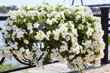 Petunya, White Petunias tencerede. Şehir parkında yemyeşil renkli bahçe petunyaları. Soyadı Solanaceae, Bilimsel adı Petunia