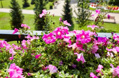 Petunya, tencerede mor petunyalar. Şehir parkında yemyeşil renkli bahçe petunyaları. Soyadı Solanaceae, Bilimsel adı Petunia