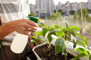 Old man gardening in home greenhouse. Men's hands hold spray bottle and watering the pepper plant