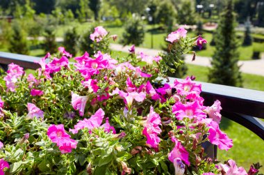 Petunya, tencerede mor petunyalar. Şehir parkında yemyeşil renkli bahçe petunyaları. Soyadı Solanaceae, Bilimsel adı Petunia