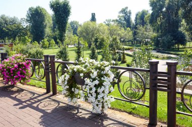 Petunya, White Petunias tencerede. Şehir parkında yemyeşil renkli bahçe petunyaları. Soyadı Solanaceae, Bilimsel adı Petunia