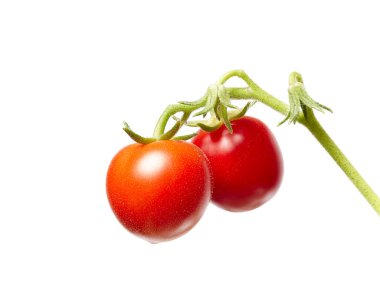 Beyaz arka planda izole edilmiş domates bitkisi. Taze olgun kırmızı domateslerin yeşil tohumu, yaklaşın.