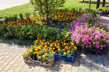 Mor Petunyalar ve şehir bahçesinde sarı turuncu kadife çiçeği. Şehir parkında yemyeşil renkli bahçe çiçekleri. Seçici odak