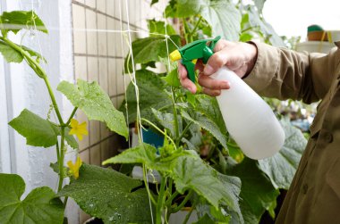 Ev serasında bahçeyle uğraşan yaşlı bir adam. Erkek eli sprey şişesini tutuyor ve salatalığı suluyor.