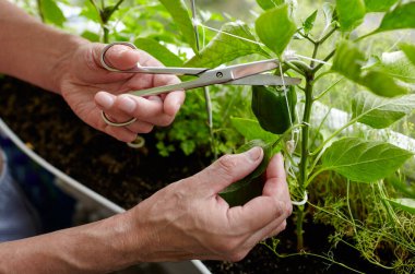 Erkeklerin el hasadı yeşil biberleri makasla keser. Ev serasında çiftçi adam bahçıvanlığı